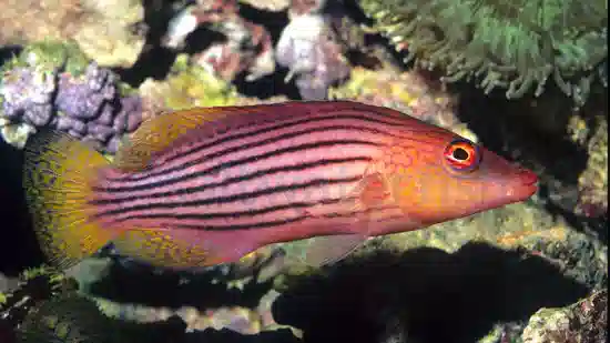 Eight Line Wrasse - Eastern Asia